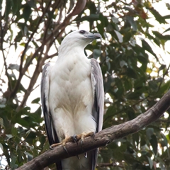 Haliaeetus leucogaster at Rosedale, NSW - suppressed