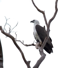 Haliaeetus leucogaster at Rosedale, NSW - suppressed