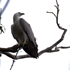 Haliaeetus leucogaster at Rosedale, NSW - 7 Sep 2024