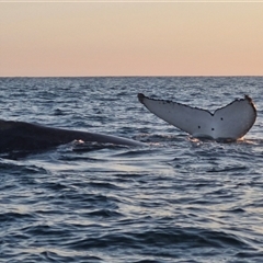 Megaptera novaeangliae (Humpback Whale) at The Gap, NSW - 20 Sep 2024 by AliClaw