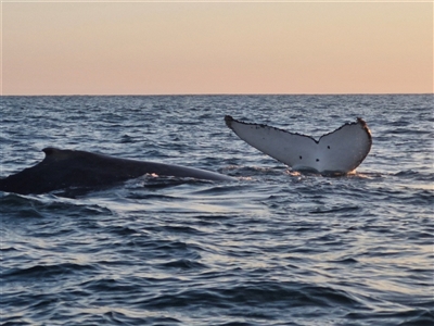 Megaptera novaeangliae (Humpback Whale) at The Gap, NSW - 20 Sep 2024 by AliClaw