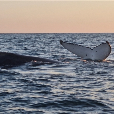 Megaptera novaeangliae (Humpback Whale) at The Gap, NSW - 19 Sep 2024 by AliClaw