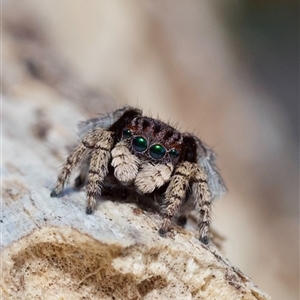 Maratus vespertilio at Murrumbateman, NSW - 20 Sep 2024