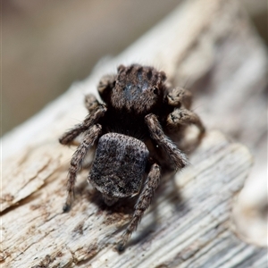 Maratus vespertilio at Murrumbateman, NSW - 20 Sep 2024