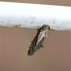 Psychidae (family) IMMATURE (Unidentified case moth or bagworm) at Murrumbateman, NSW - 20 Sep 2024 by amiessmacro