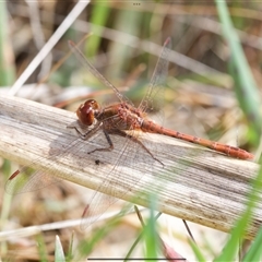 Diplacodes bipunctata (Wandering Percher) at Murrumbateman, NSW - 20 Sep 2024 by amiessmacro