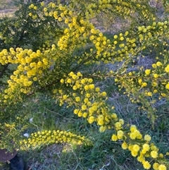 Acacia paradoxa (Kangaroo Thorn) at Garran, ACT - 7 Sep 2024 by ruthkerruish