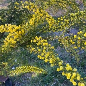 Acacia paradoxa at Garran, ACT - 7 Sep 2024 05:02 PM