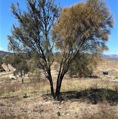 Allocasuarina verticillata (Drooping Sheoak) at Torrens, ACT - 20 Sep 2024 by sduus