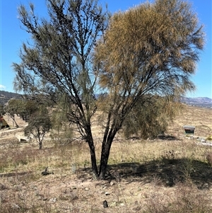 Allocasuarina verticillata at Torrens, ACT - 20 Sep 2024