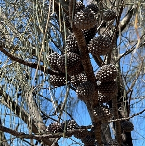 Allocasuarina verticillata at Torrens, ACT - 20 Sep 2024