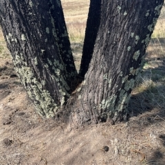 Allocasuarina verticillata at Torrens, ACT - 20 Sep 2024