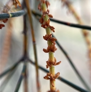 Allocasuarina verticillata at Torrens, ACT - 20 Sep 2024