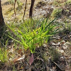 Dianella sp. at Hawker, ACT - 1 May 2024 by sangio7