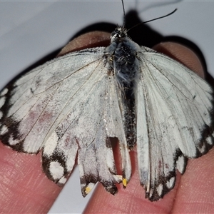 Belenois java at Holt, ACT - 20 Sep 2024 03:44 PM