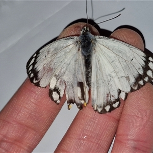 Belenois java at Holt, ACT - 20 Sep 2024 03:44 PM