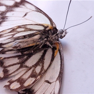 Belenois java at Holt, ACT - 20 Sep 2024 03:44 PM