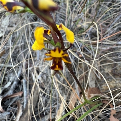 Diuris pardina (Leopard Doubletail) at Watson, ACT - 18 Sep 2024 by Louisab