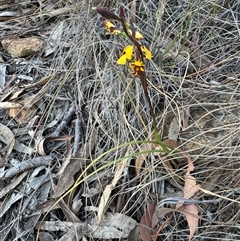 Diuris pardina at Watson, ACT - 18 Sep 2024