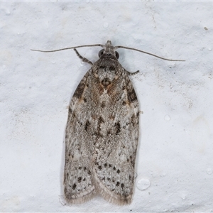 Isotenes miserana at Melba, ACT - 19 Sep 2024 12:34 AM