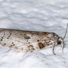 Isotenes miserana at Melba, ACT - 19 Sep 2024 12:34 AM