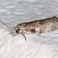 Isotenes miserana at Melba, ACT - 19 Sep 2024 12:34 AM