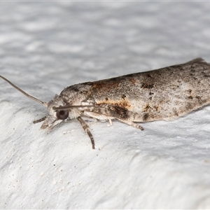 Isotenes miserana at Melba, ACT - 19 Sep 2024 12:34 AM