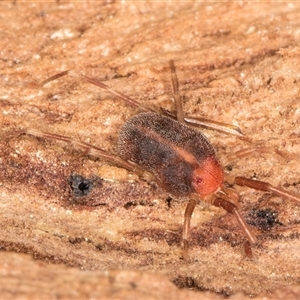 Erythraeidae (family) at Melba, ACT - 19 Sep 2024