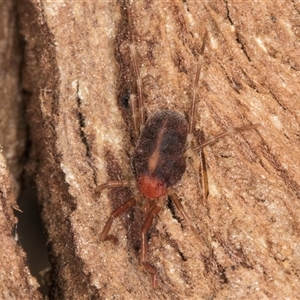 Erythraeidae (family) at Melba, ACT - 19 Sep 2024