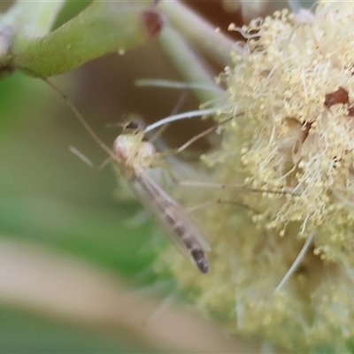 Unidentified Crane fly, midge, mosquito or gnat (several families) at West Wodonga, VIC - 20 Sep 2024 by KylieWaldon