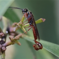 Unidentified Flower wasp (Scoliidae or Tiphiidae) at West Wodonga, VIC - 20 Sep 2024 by KylieWaldon