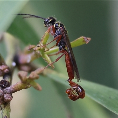 Unidentified Flower wasp (Scoliidae or Tiphiidae) at West Wodonga, VIC - 20 Sep 2024 by KylieWaldon