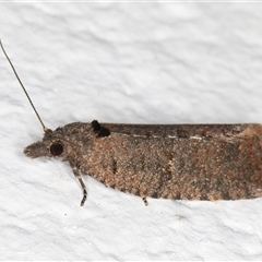 Isochorista (genus) (A Tortricid moth) at Melba, ACT - 19 Sep 2024 by kasiaaus