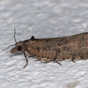 Cryptaspasma sordida at Melba, ACT - 19 Sep 2024