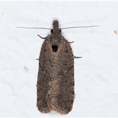 Cryptaspasma sordida at Melba, ACT - 19 Sep 2024 11:59 PM