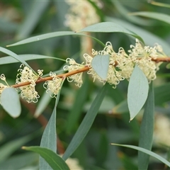 Hakea salicifolia at West Wodonga, VIC - 20 Sep 2024 by KylieWaldon