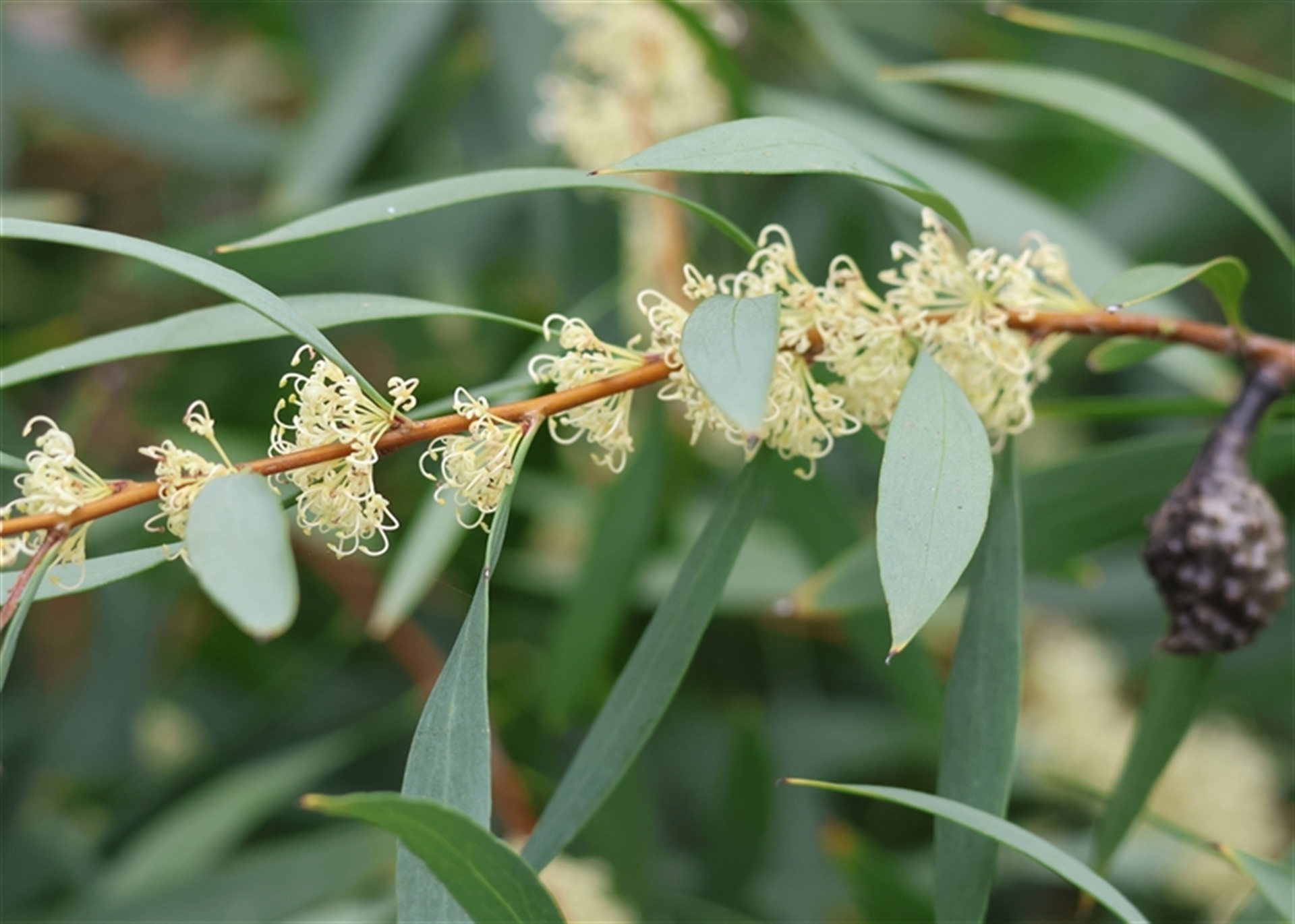 Hakea salicifolia at West Wodonga, VIC - 20 Sep 2024 01:00 PM