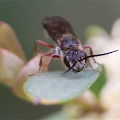 Unverified Flower wasp (Scoliidae or Tiphiidae) at West Wodonga, VIC - 20 Sep 2024 by KylieWaldon