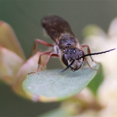 Unverified Flower wasp (Scoliidae or Tiphiidae) at West Wodonga, VIC - 20 Sep 2024 by KylieWaldon