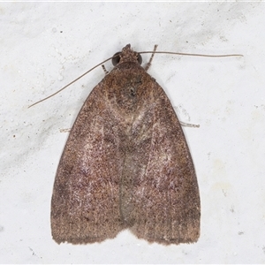 Austrocarea iocephala at Melba, ACT - 20 Sep 2024