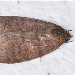 Austrocarea iocephala at Melba, ACT - 20 Sep 2024