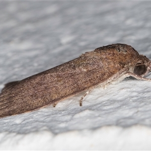 Austrocarea iocephala at Melba, ACT - 20 Sep 2024