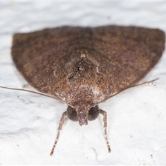 Austrocarea iocephala at Melba, ACT - 20 Sep 2024