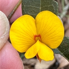 Platylobium formosum (Handsome Flat Pea) at Tullarwalla, NSW - 15 Sep 2024 by lbradley