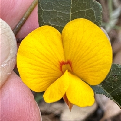 Platylobium formosum (Handsome Flat Pea) at Tullarwalla, NSW - 15 Sep 2024 by lbradley