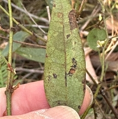 Platylobium formosum at Tullarwalla, NSW - 15 Sep 2024