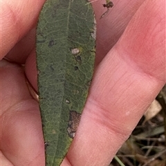 Platylobium formosum at Tullarwalla, NSW - 15 Sep 2024