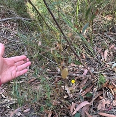 Platylobium formosum at Tullarwalla, NSW - 15 Sep 2024