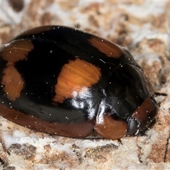 Paropsisterna beata (Blessed Leaf Beetle) at Bruce, ACT - 20 Sep 2024 by kasiaaus