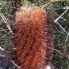 Banksia spinulosa (Hairpin Banksia) at Tullarwalla, NSW - 15 Sep 2024 by lbradley